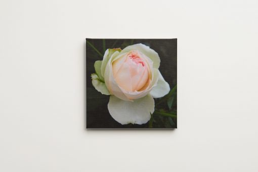 Roomblooms, Pink Rose Bloom, Print on Canvas, 300X300mm. Express your love