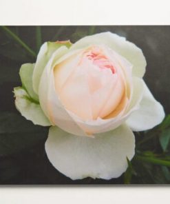 Roomblooms, Pink Rose Bloom, Print on Canvas, 600X900mm, Custom Packaging