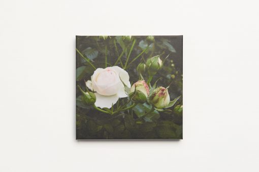 Roomblooms, Crown of Rosebuds, Print on Canvas, 300X300mm