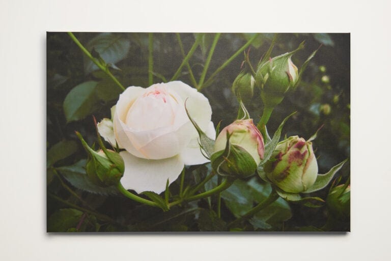 Roomblooms, Crown of Rosebuds, Print on Canvas, 600X900mm, Custom Packaging. Express your love