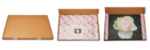 Roomblooms, Pink Rose Bloom, Print on Canvas, 600x900mm, Custom Packaging