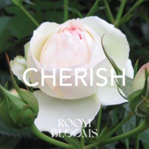 Roomblooms, Crown of Rosebuds, CHERISH